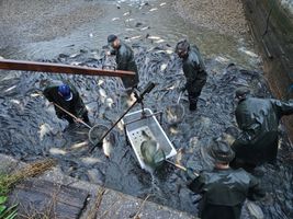 Žehuň nakládka (1).jpg